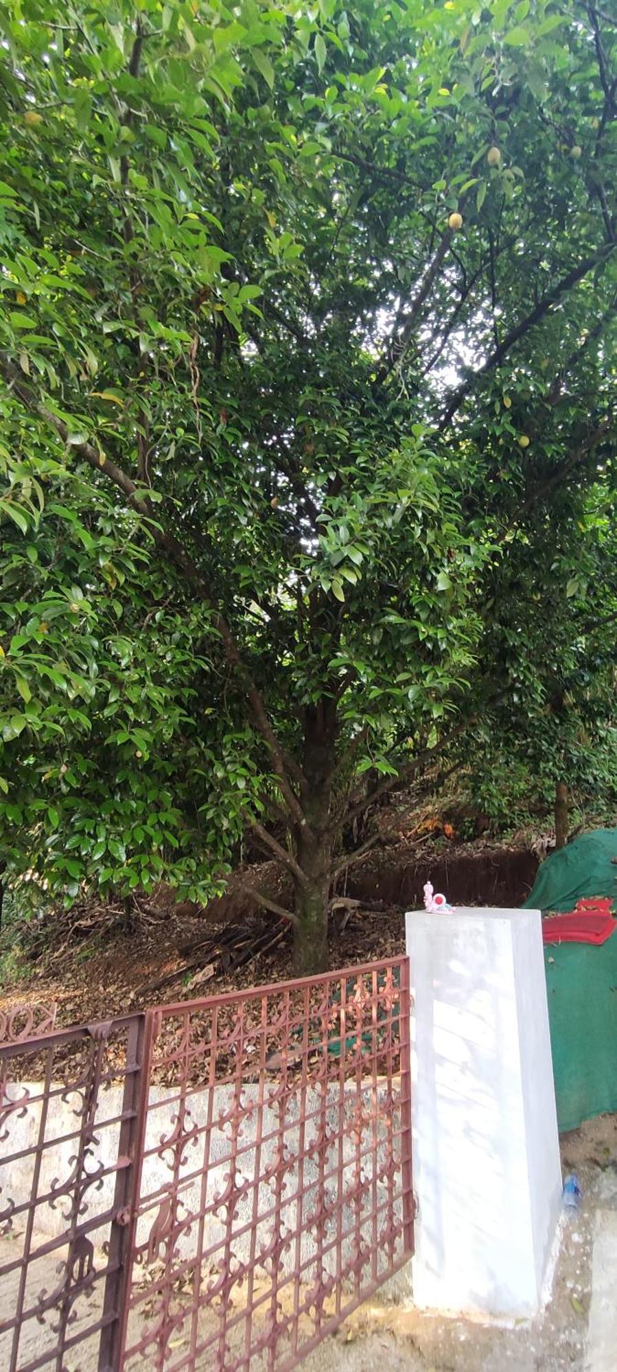 Koonamparayil Home Stay Munnar Anaviratty-Family Only Exterior photo